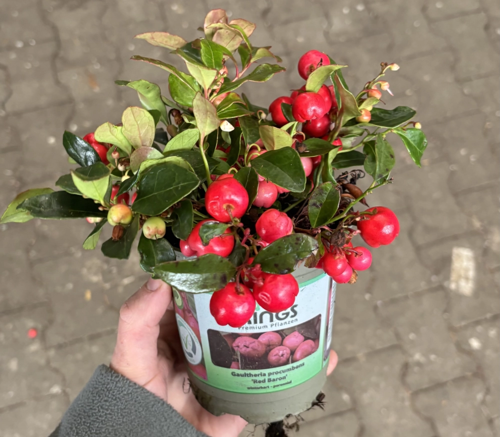 Scheinbeere 'Gaultheria Procumbens', 11 cm Topf Cover